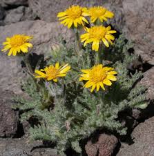 Journal of the Native Plant Society of Oregon