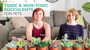 Water a christmas cactus with care. Toxic And Non Toxic Succulents For Pets Succulents Box
