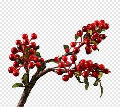 Tmall Artificial Flower Taobao Idyllic Village Of Cranberry Floral Decoration Frutti Di Bosco Food Png Pngegg This png image was uploaded on march 17, 2018, 1:24 am by user: tmall artificial flower taobao idyllic