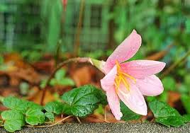 「ゼフィランサス・カリナタ（サフランモドキ）」の画像検索結果