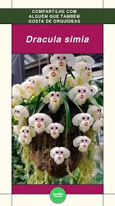 Orquídea Cara de Macaco (Dracula simia ...
