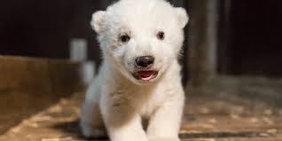 Les ours polaires perdent normalement beaucoup de poids durant la saison chaude et survivent grâce à leurs réserves, explique le biologiste. Naissance Rarissime D Un Ours Polaire Au Zoo De Mulhouse