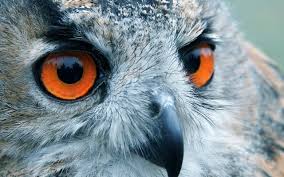 Bird With Big Eyes And Beak Big Orange Eyed Owl Beak Wide Hd Wallpaper Omwallpapers Owl Eyes Owl Wallpaper Birds Wallpaper Hd