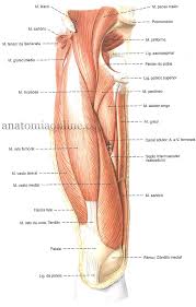 Musculos Do Membro Inferior Anatomia Online