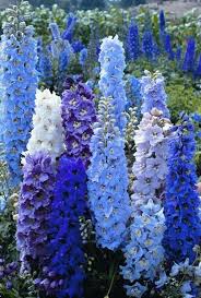 These perennial flowers will stay in bloom for weeks or repeat bloom during the season, giving you a longer season of color and interest. Delphinium Perennial Light Delphinium Flowers Delphinium Plant Beautiful Flowers