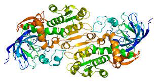 Alcohol Dehydrogenase Wikipedia