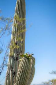 Traffic fatality at cave creek and cactus roads подробнее. 20 Best Things To Do In Cave Creek Arizona