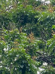 Image result for Centrolobium robustum