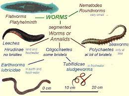 Their use can be documented as far back as ancient egypt; Leeches In Freshwater And Aquarium
