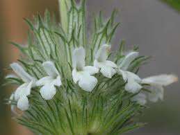 Image result for Acrotome inflata