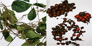 Image result for Xylopia aethiopica