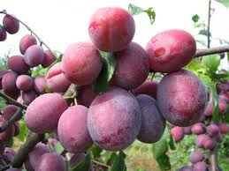 Image result for prunus domestica renkloda althana