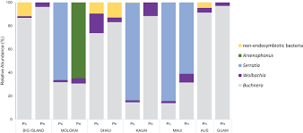 Image result for Buchnera candida