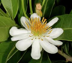 Image result for Xylotheca tettensis