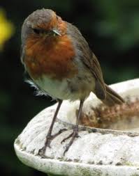 Pin By Bramblecrest Garden Furniture On Big Garden Birdwatch In 2020 Big Garden Birdwatch Big Garden Bird Garden