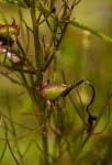 Image result for Rhamphicarpa brevipedicellata