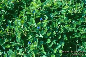 Image result for Vigna kirkii