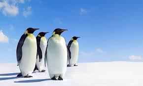 Ofd Adli Kullanicinin Manzara Ve Hayvan Resimleri Panosundaki Pin Kral Penguen Penguen Mural