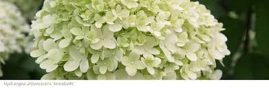 We did not find results for: Gardening Features From Crocus Co Uk Hydrangeas