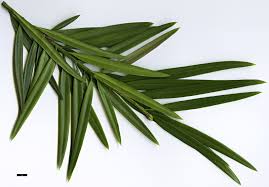 Image result for Streptocarpus milanjianus