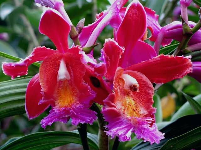 Conozca las Orquideas de Machu Picchu