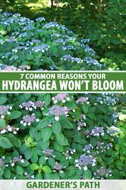 Check spelling or type a new query. 7 Reasons Why Hydrangea May Not Bloom Gardener S Path