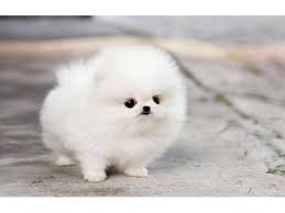 Potty Trained Teacup Pomeranian Puppies For Adoption 9092967704 Animals Union Beach Ne Pomeranian Puppy Teacup Cute Teacup Puppies Cute Baby Animals