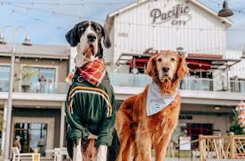 Whether they love swimming, rolling in the sand, playing with friends, or simply sunbathing, we highly recommend making a trip. Dog Friendly Huntington Beach Travel Guide Three Dogs One Bar