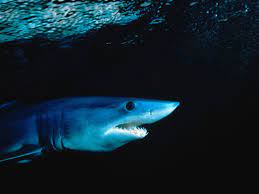 Jetzt neu oder gebraucht kaufen. How Fast Can A Shark Swim