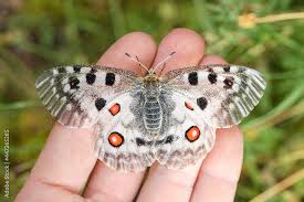 Image result for Parnassius apollo