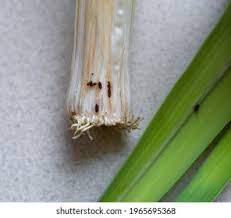 Image result for phytomyza gymnostoma