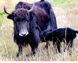 93 colonel's free fire id, real name, guild, monthly income, and stats Rocky Mountain Yak Herd Grows By One Vaildaily Com