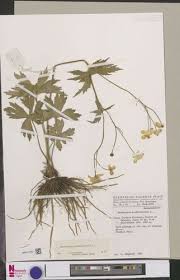 Image result for Polygala capillaris