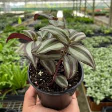 Image result for Tradescantia zebrina