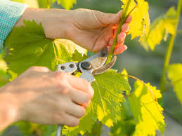 Image result for grape pruning