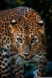 Free jaguar wallpaper and other car desktop backgrounds. Jaguar 4k Wallpapers Wallpaper Cave