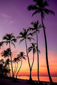 Check spelling or type a new query. Pin By Christie Marrero On Wallpapers Palm Tree Iphone Wallpaper Palm Trees Wallpaper Palm Tree Sunset