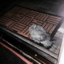 Unknown Birds Outside My Window Was That Dead Pigeon A Sign Smiling Through Tearzsmiling Through Tearz