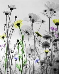 Travel Xray Art Nature Images Xray Flower
