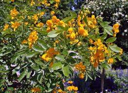 Image result for Senna floribunda