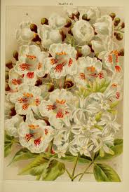 Download and use 100,000+ beautiful flowers stock photos for free. File Beautiful Flowering Trees And Shrubs For British And Irish Gardens 1903 20332544976 Jpg Wikimedia Commons