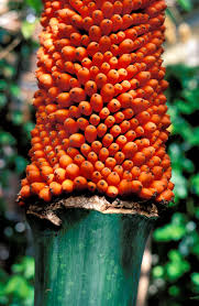 Remember the frenzy surrounding the chicago botanic garden's stinky corpse flower (aka spike) the pollen used to produce alice's fruit came from spike and stinky (the denver botanic garden's. Blooming Of The Titan Arum