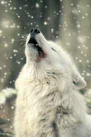 We did not find results for: Cool Wolf Wallpapers Hd Neueste Version Fur Android Download Apk