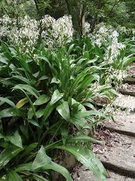 Renga Renga Lily Garden Landscape Design Native Garden Sloped Garden