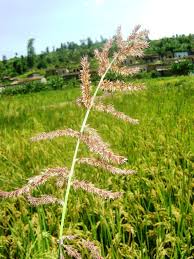 Image result for Echinochloa crus-pavonis