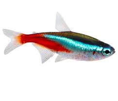You may also consider african dwarf frog and other algae eating fishes. Sold Out Ang Cardinal Tetra Kaya Neon Betta Fish Isabela Province Facebook