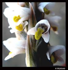 Image result for Zeuxine