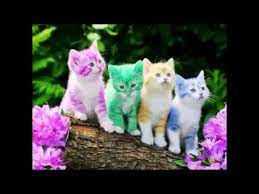 Myhomever lukisan diamond 5d diy gambar kucing warna warni untuk dekorasi rumah shopee indonesia. Kucing Comel Warna Warni 81021 Nama Untuk Kucing Comel Lucu Dan Unik