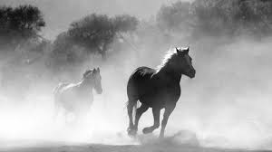 See more amazing horse wallpapers, steampunk horse wallpaper, unique horse wallpapers, incredible horse hd wallpapers, beautiful horse looking for the best horse wallpaper? Black And White Horse Wallpapers Top Free Black And White Horse Backgrounds Wallpaperaccess