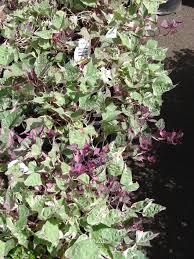 Image result for Ipomoea barteri